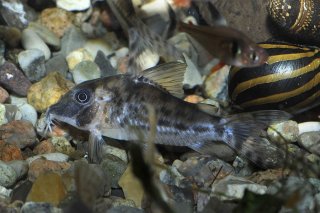 Corydoras vittatus