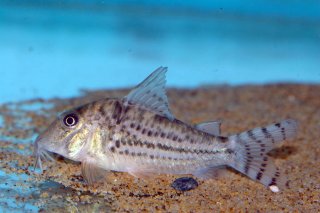 Corydoras vittatus