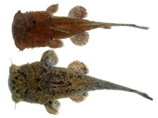 Chaca bankanensis