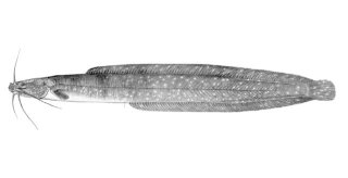 Clariallabes heterocephalus