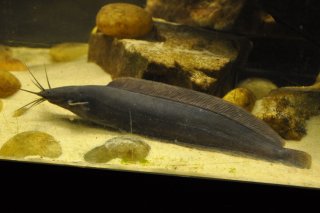 Clarias alluaudi