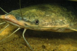 Clarias anguillaris