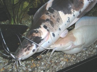 Clarias batrachus