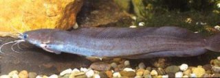 Clarias buettikoferi