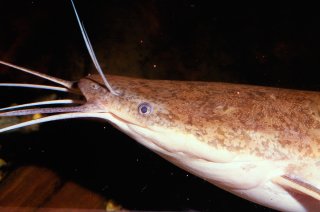 Clarias gariepinus