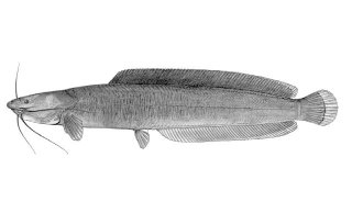 Clarias submarginatus