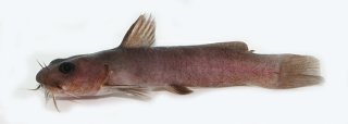 Lophiobagrus cyclurus