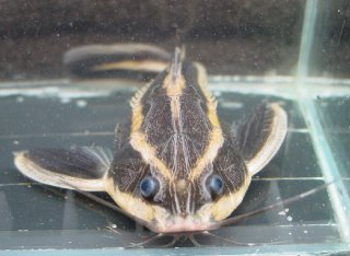 Platydoras armatulus