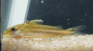 Tenellus leporhinus