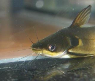 Horabagrus brachysoma