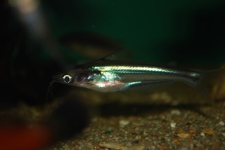 Pachypterus acutirostris