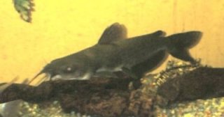 Ictalurus furcatus