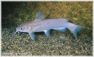 Ictalurus lupus