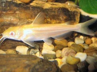 Ictalurus punctatus