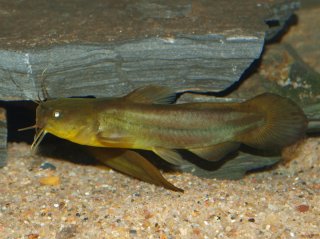 Noturus gyrinus