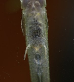 Acestridium scutatum