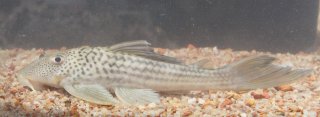 Ancistomus snethlageae