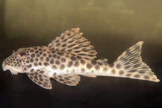 Ancistomus sp. (L424)