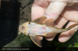 Ancistomus sp. (L487)