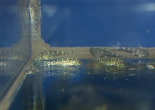Ancistomus sp. (L147)