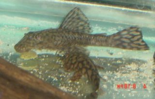 Ancistrus brevifilis