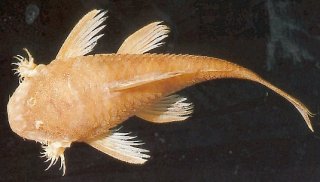 Ancistrus cryptophthalmus