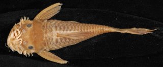 Ancistrus occidentalis