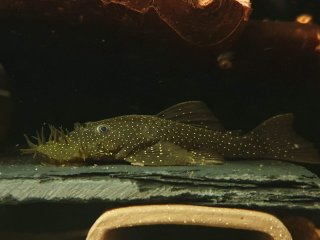 Ancistrus sp. (L180)