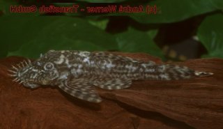 Ancistrus sp. (L378)