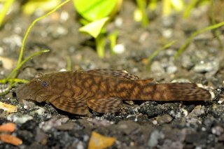 Ancistrus sp. `CUCUTA`