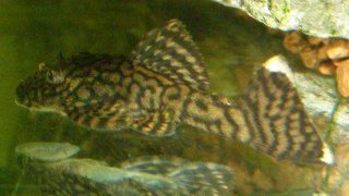 Ancistrus sp. `RIO TOCANTINS`