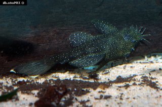 Ancistrus sp. (L100)