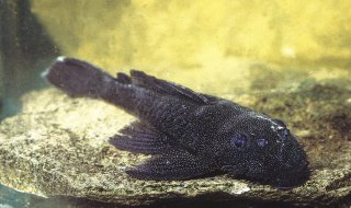 Ancistrus sp. (L100)