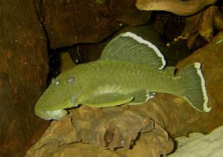 Baryancistrus chrysolomus