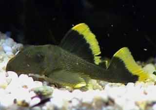 Baryancistrus chrysolomus