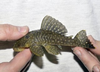 Baryancistrus sp. (L003)