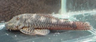 Chaetostoma cf. fischeri