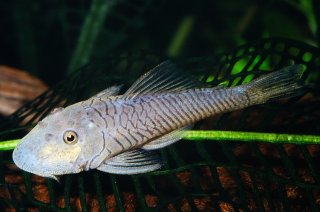 Chaetostoma formosae