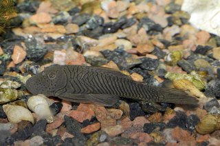 Chaetostoma formosae