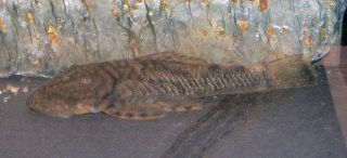 Chaetostoma guairense