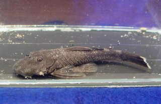 Chaetostoma pearsei