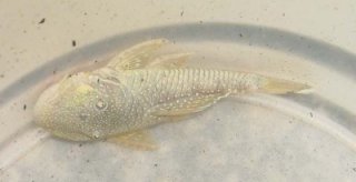 Chaetostoma sp. `RIO ZUATA(ORINOCO)`