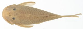 Chaetostoma tachiraense