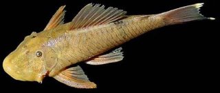 Chaetostoma yurubiense