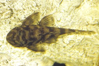 Dekeyseria picta