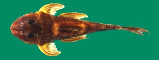 Delturus angulicauda