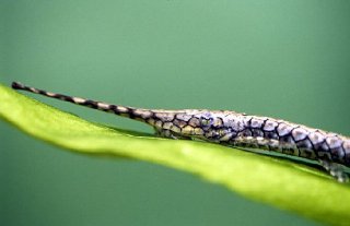 Farlowella amazonum