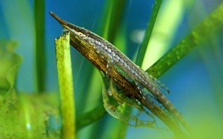 Farlowella vittata