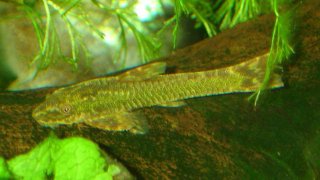 Hisonotus aky