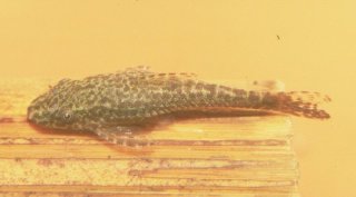 Hisonotus leucofrenatus